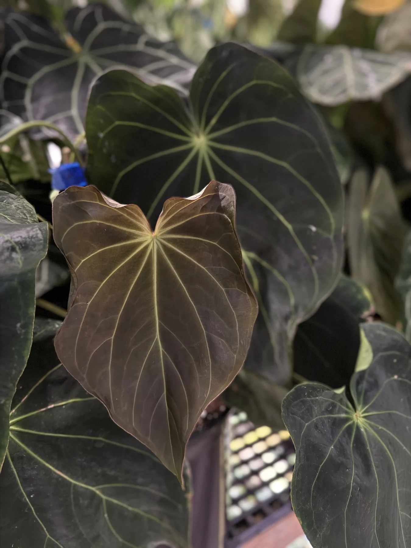 A bronze emergent leaf of Anthurium Amy in front of mature foliage