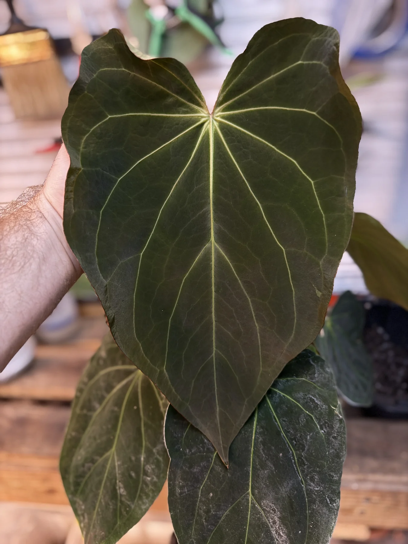 A mature leaf of Anthurium Amy held upright