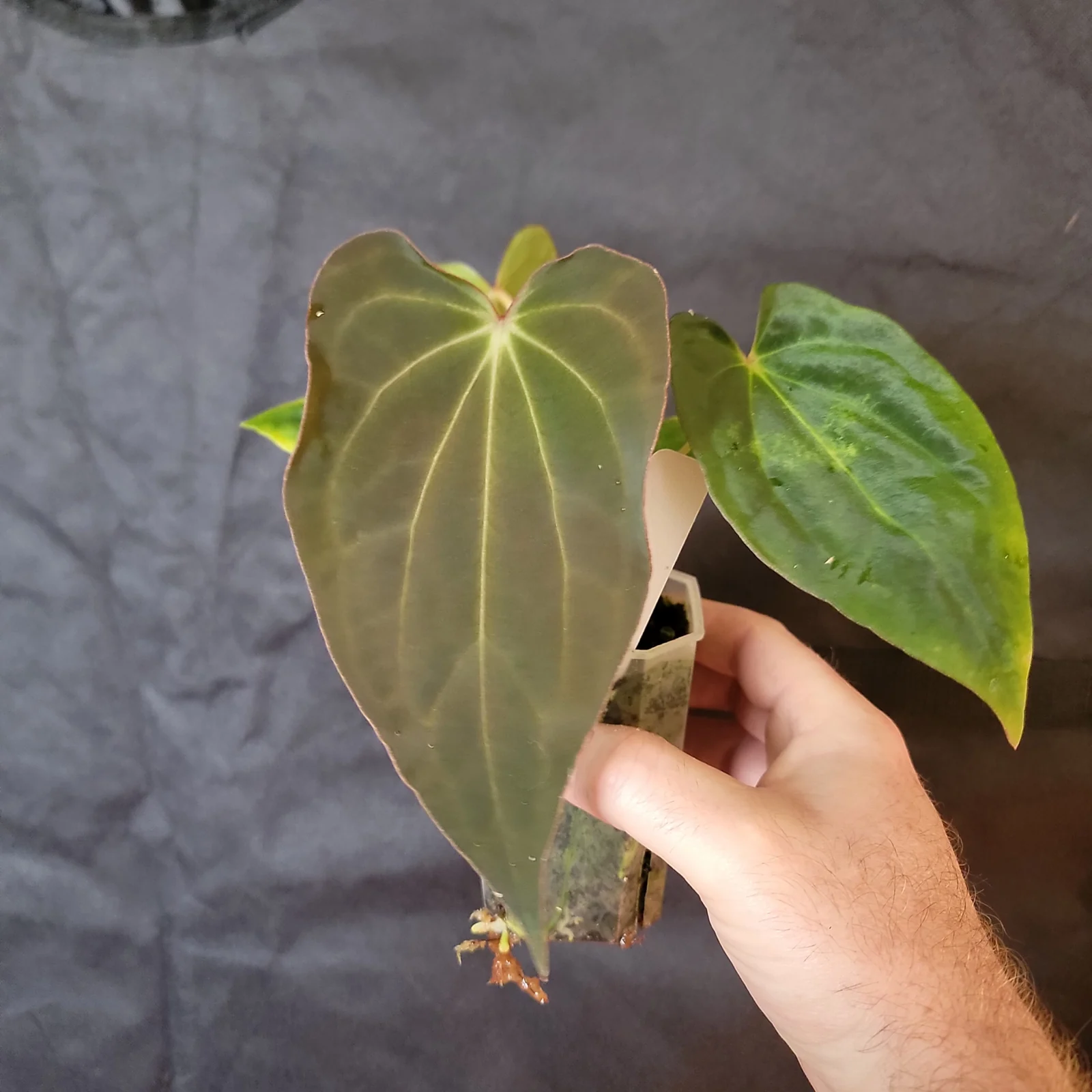 Anthurium Amy as a young seedling held in a small propagation container