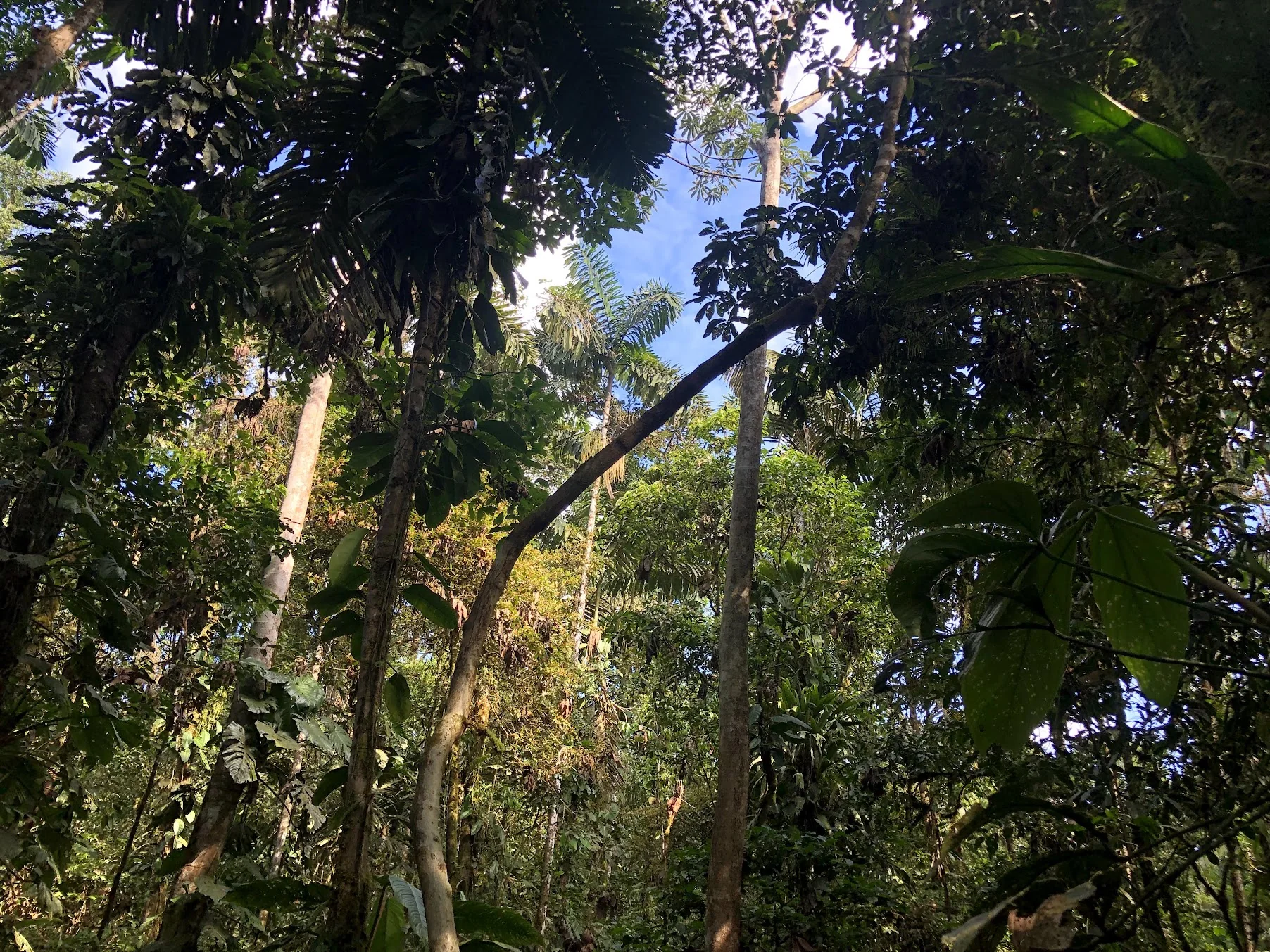 View looking upward through a dense tropical forest canopy in Ecuador