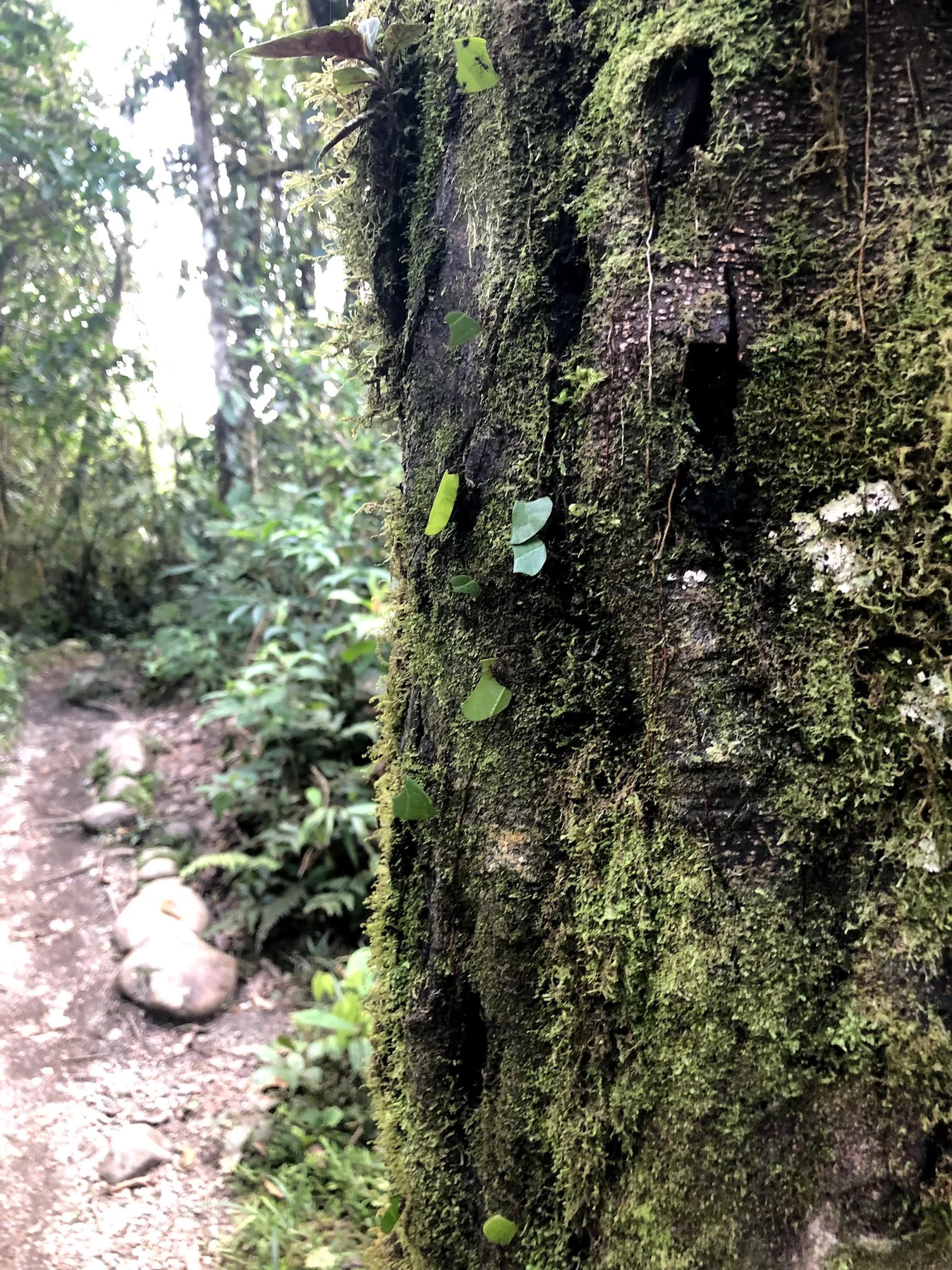 Leafcutter ants carrying pieces of green leaves along a moss-covered tree trunk in Ecuador