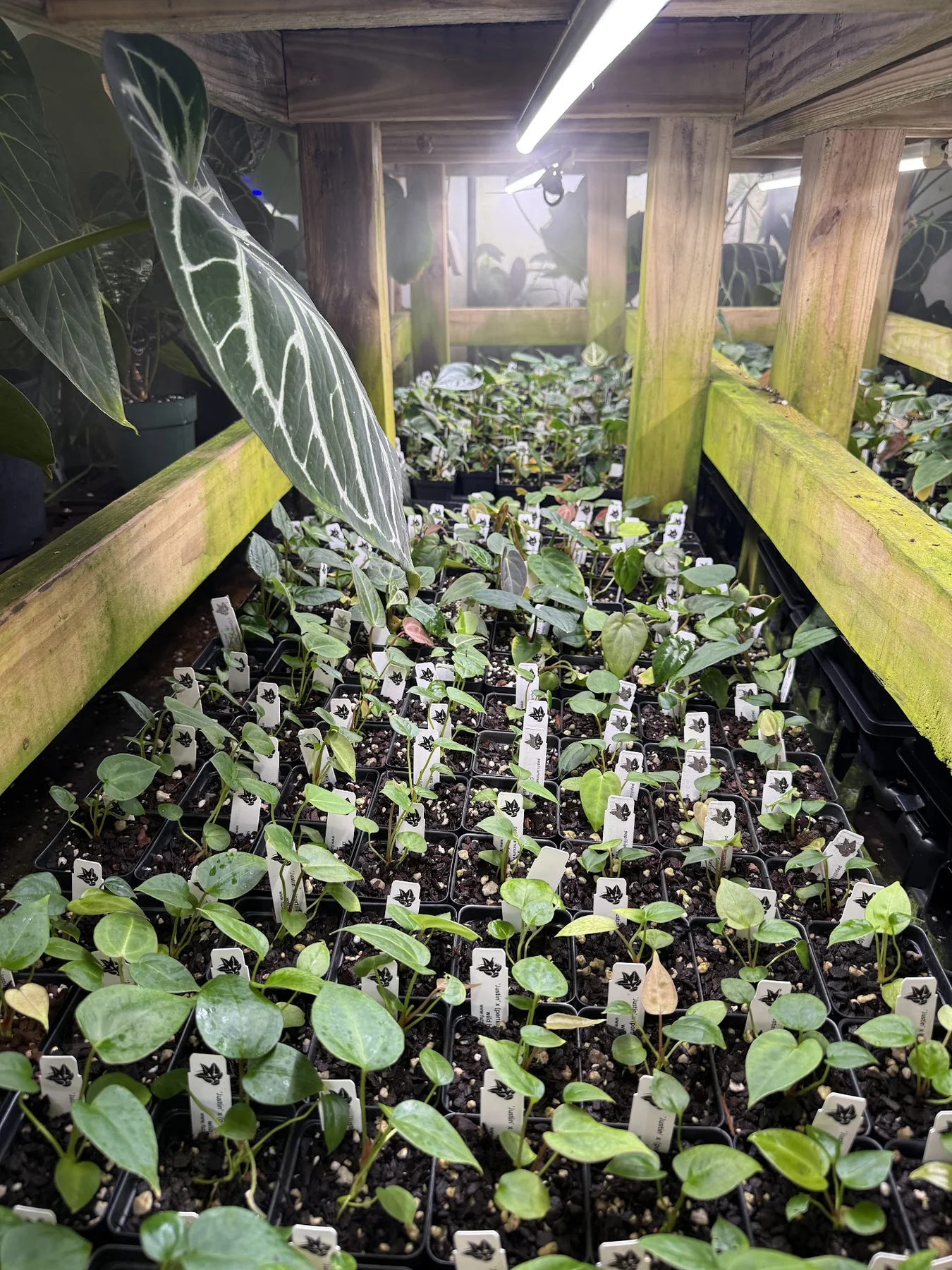 Rows of labeled Anthurium seedlings growing beneath greenhouse benches